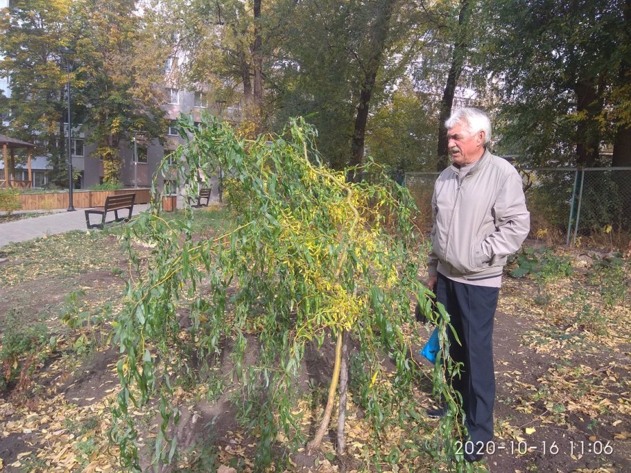 Ива штамбовая плакучая