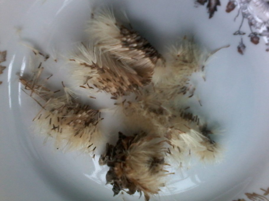 Девясил Аэлита