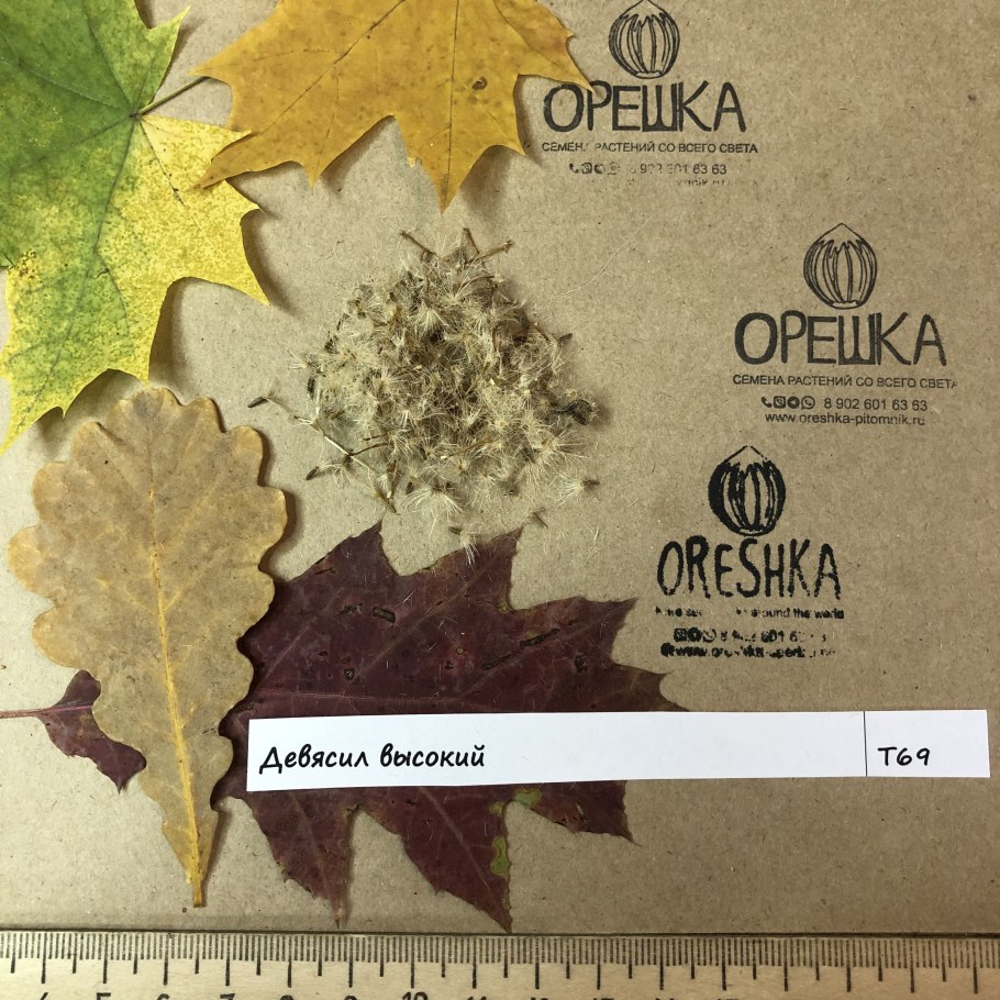 Девясил Восточный, золотисто-оранжевый