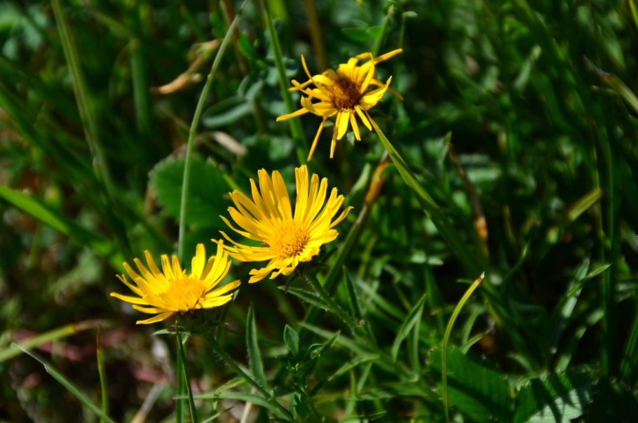 Девясил Голден Еллоу