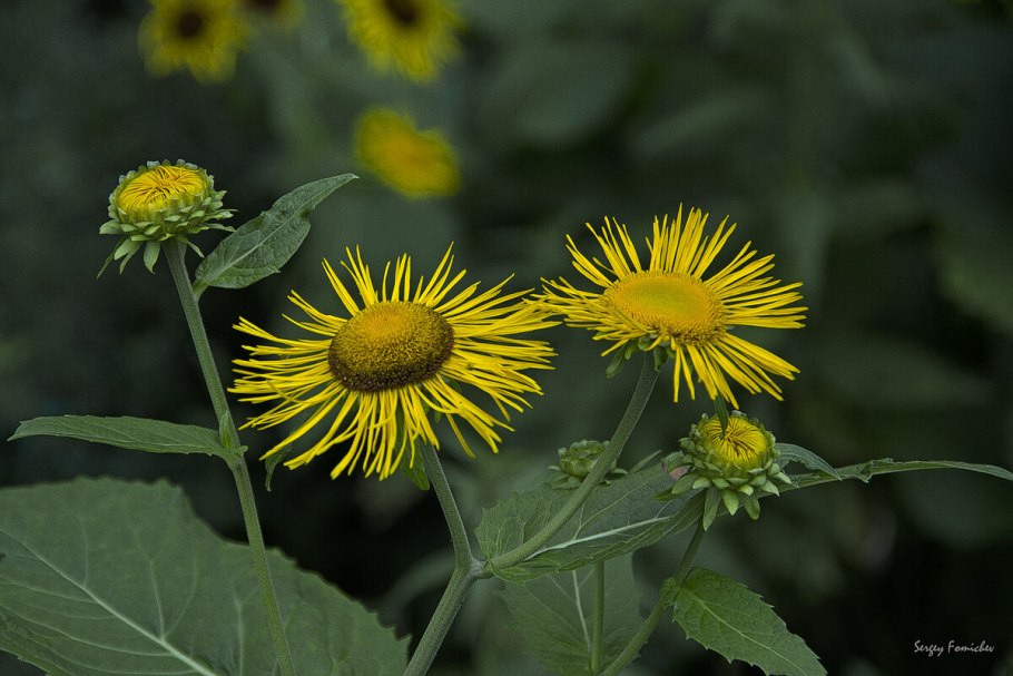 Девясил семена