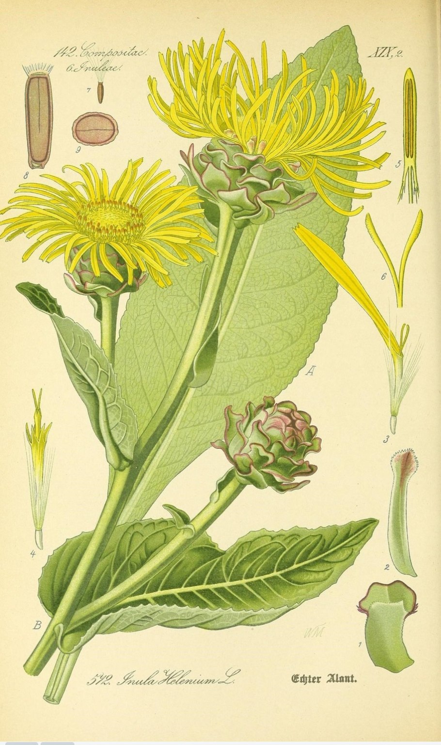 Девясила корневища и корни