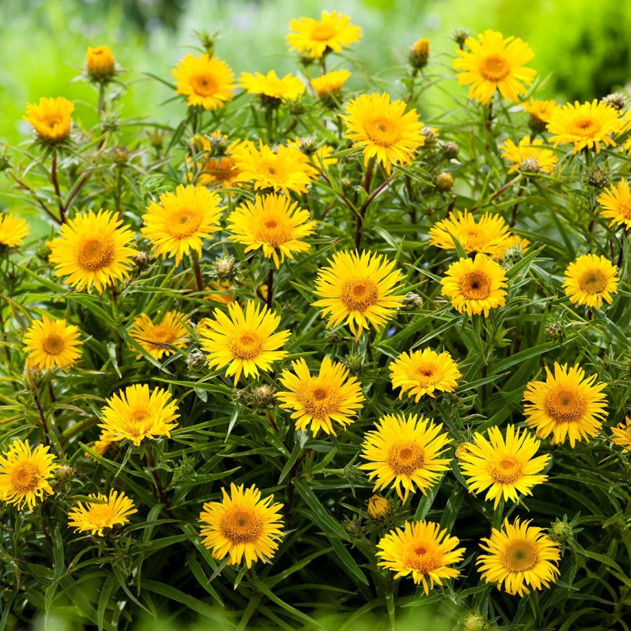 Девясил высокий гербарий