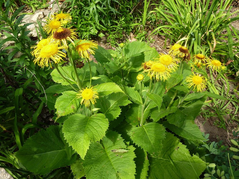 Чай для очищения