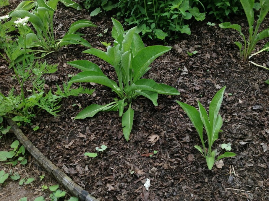 Девясил (корни) 50 гр. ЦСИ