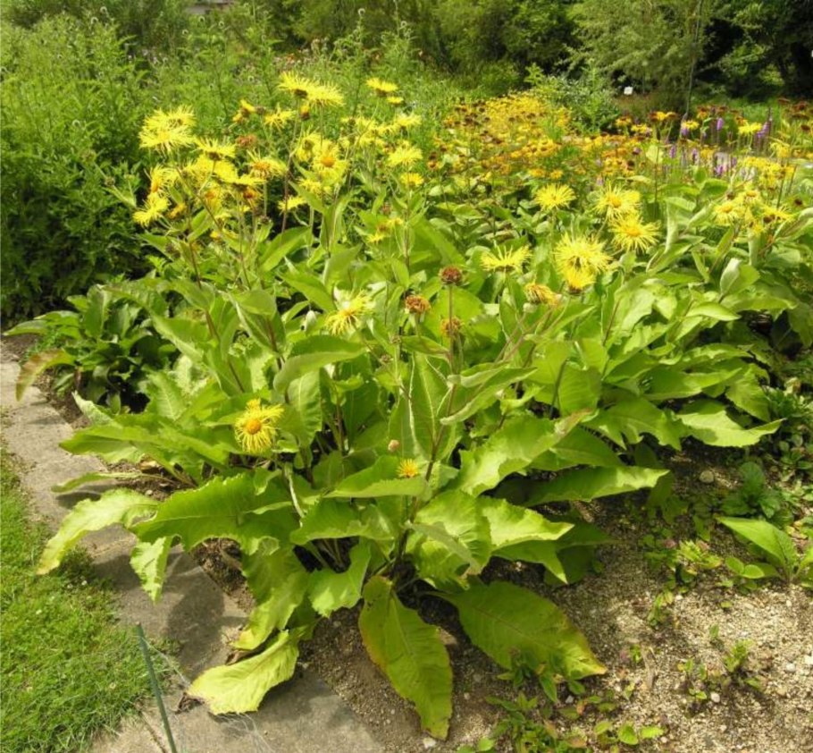 Девясил (корень), 50гр