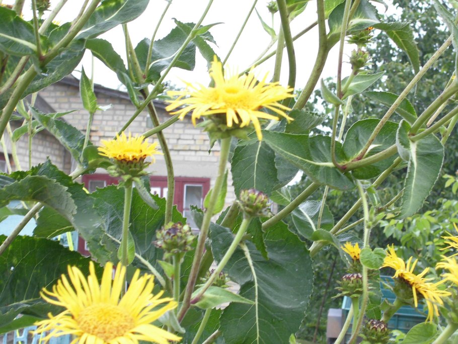 Морфологическое описание растения девясил высокий