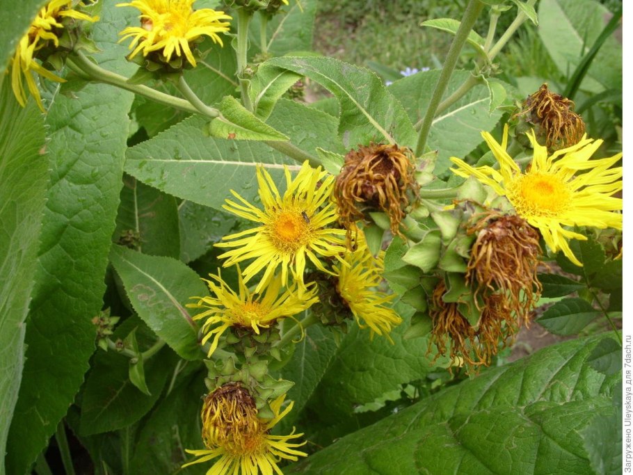 Девясил высокий (Inula Helenium)