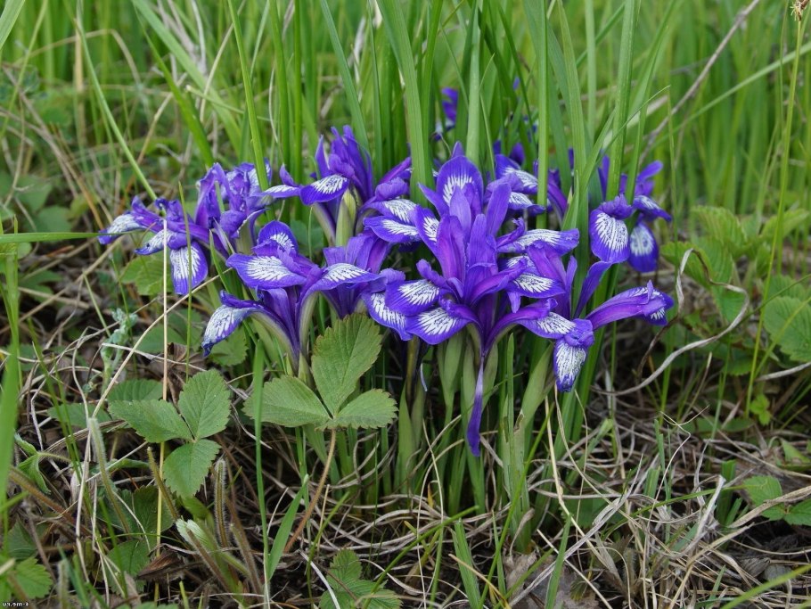 : Ирис щетинистый (Iris setosa), Ирис разноцветный (Iris versicolor)
