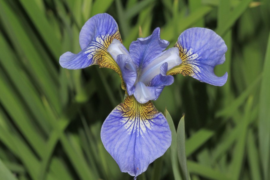 Ирис Сибирский Iris sibirica