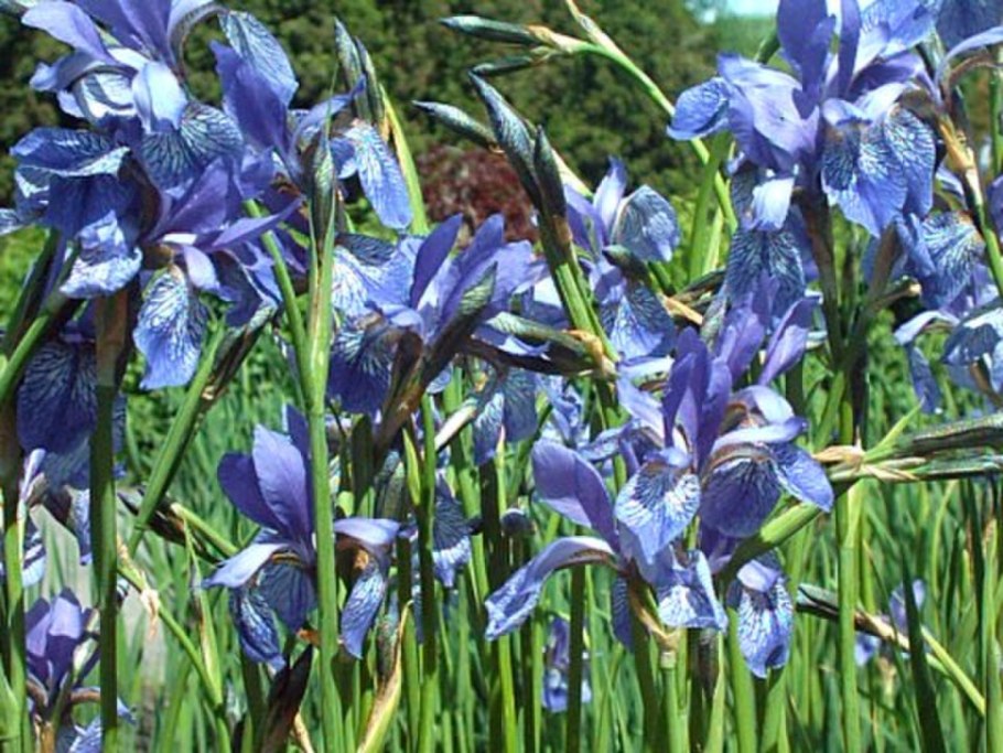 Donadinia sibirica:
