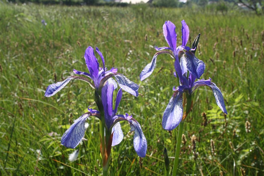Ирис болотный (Iris pseudacorus l.
