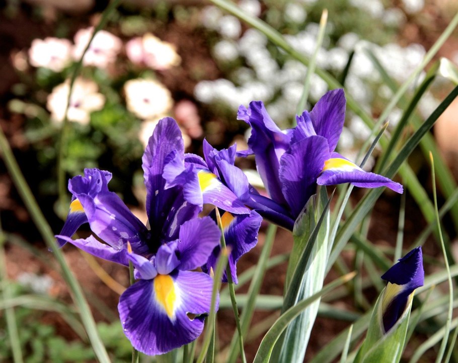 Iris sibirica `Caesar`s brother`