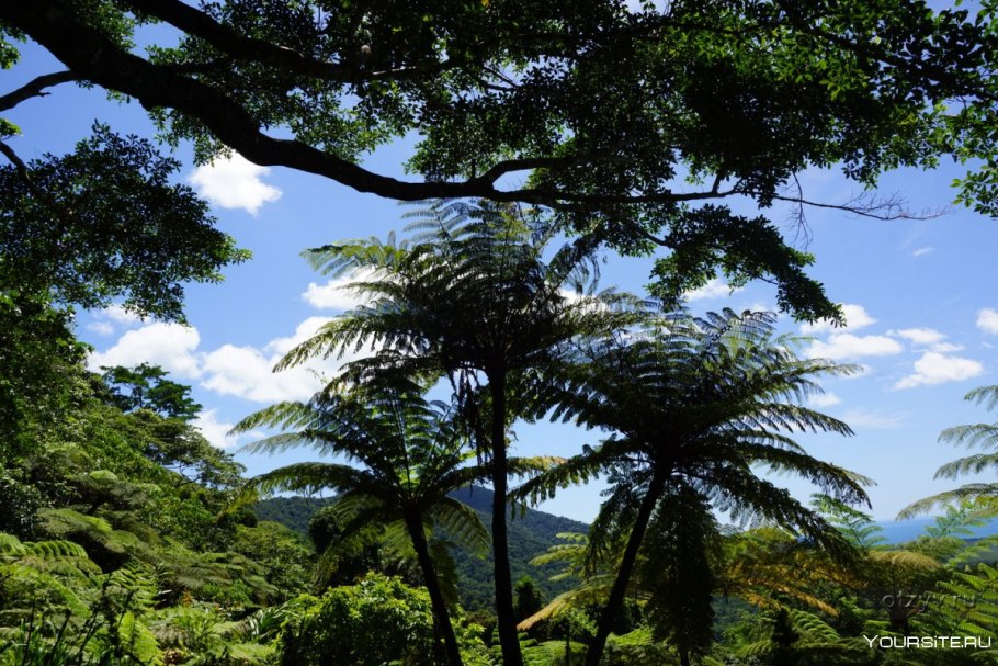 Флора Океании