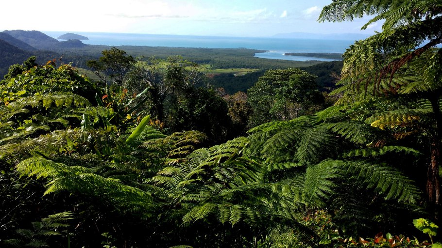 Флора гилеи в Африке