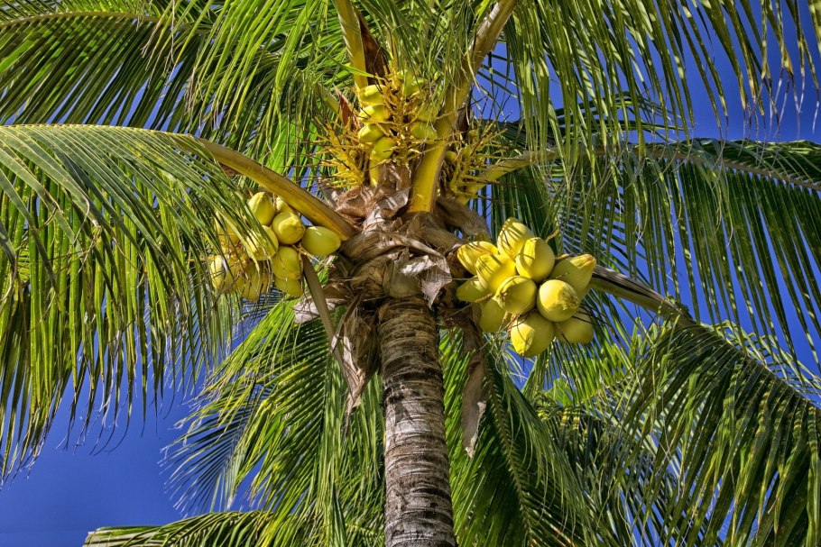 Кокосовая Пальма (Cocos nucifera)