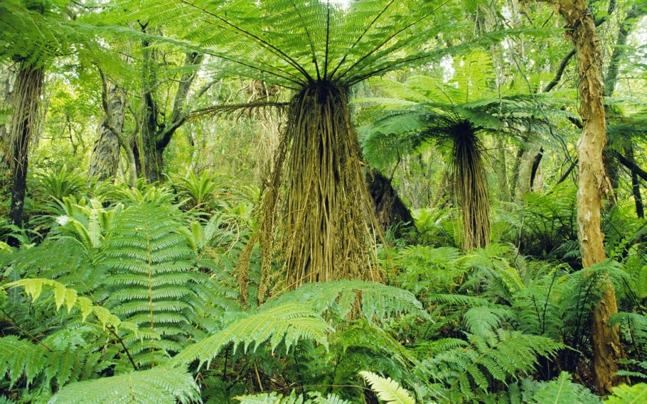 Тропические древовидные папоротники