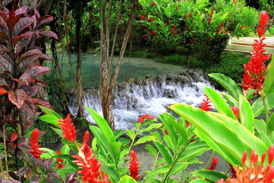 Фиджи растительный и животный мир