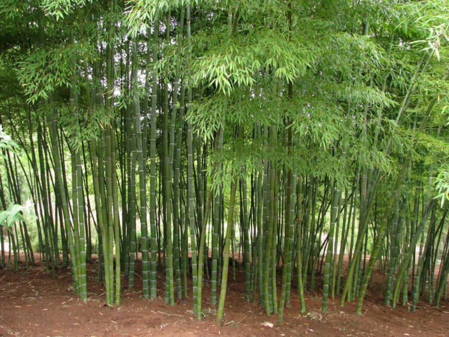 Phyllostachys heterocycla
