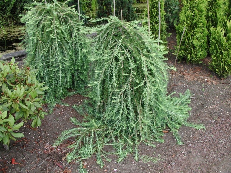 Лиственница японская Larix kaempferi Grey Pearl