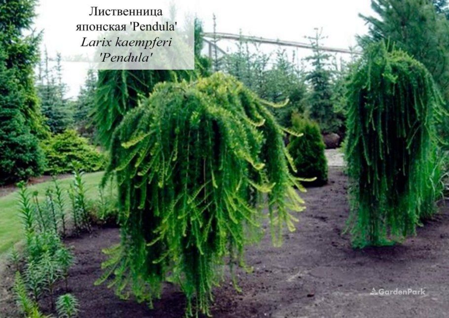 Лиственница Кемпфера Диана