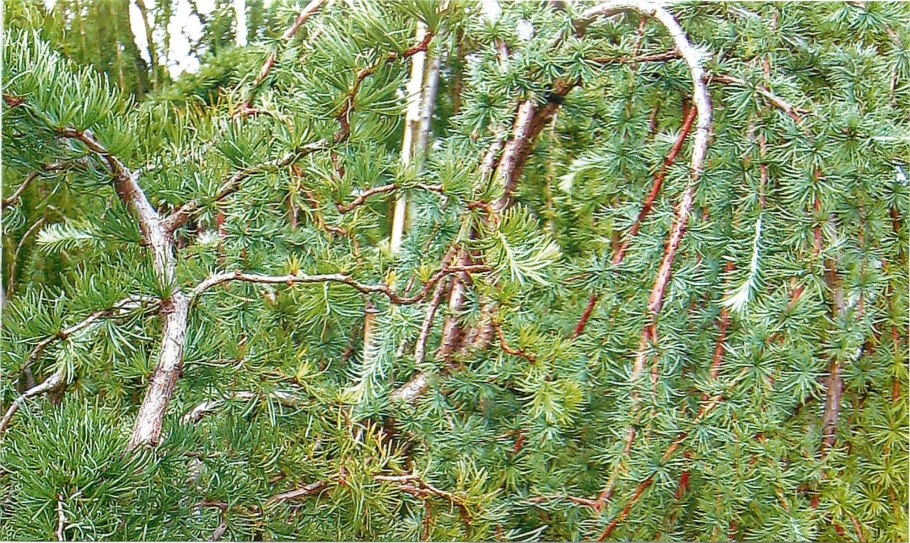 Лиственница Ларикс кемпфери