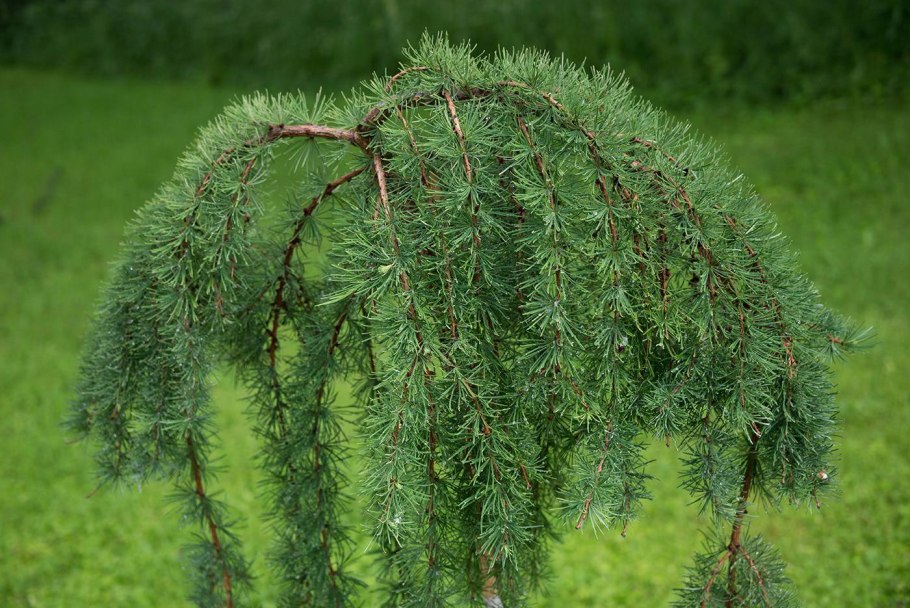 Лиственница тонкочешуйчатая Larix kaempferi