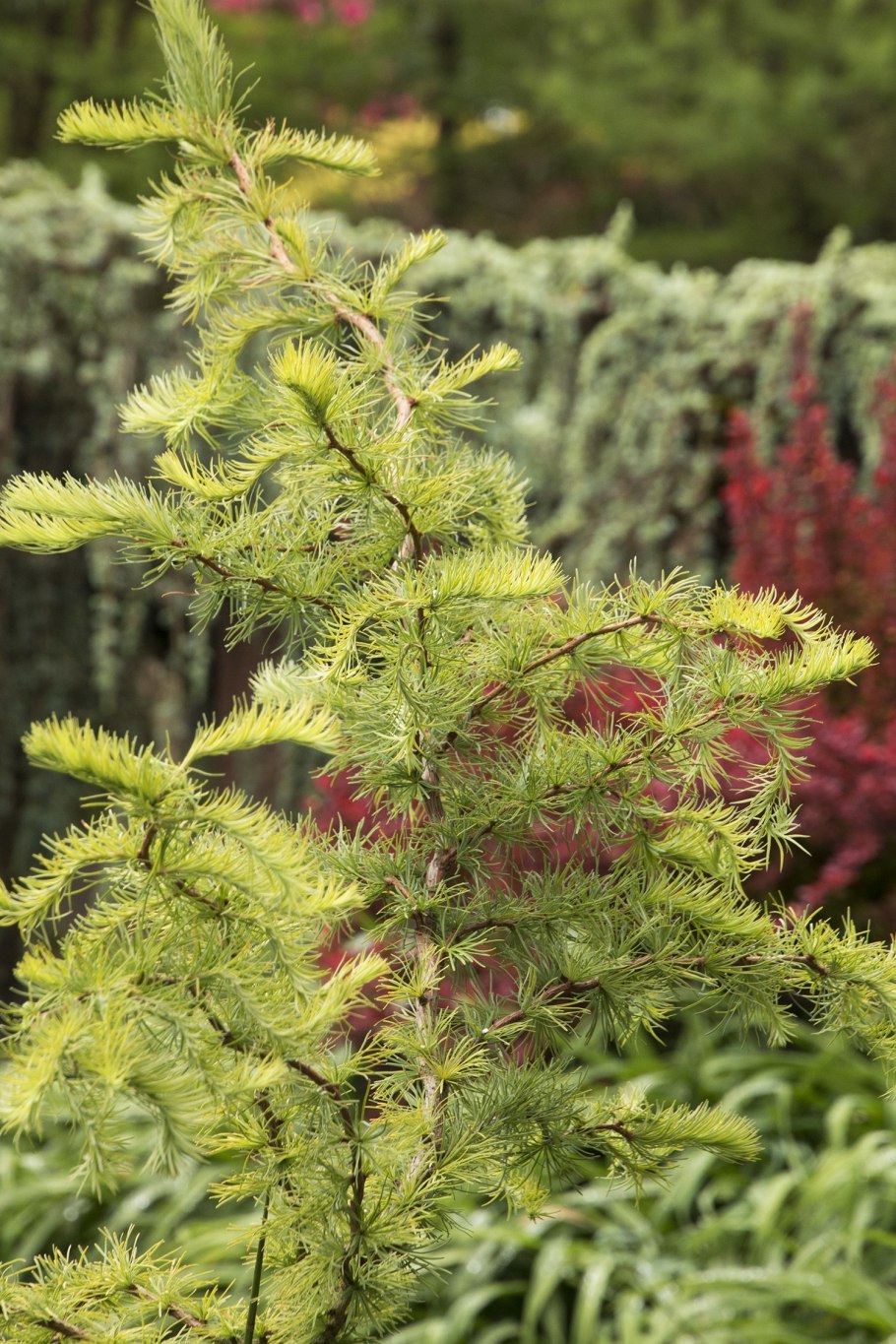 Лиственница Литтл Богл