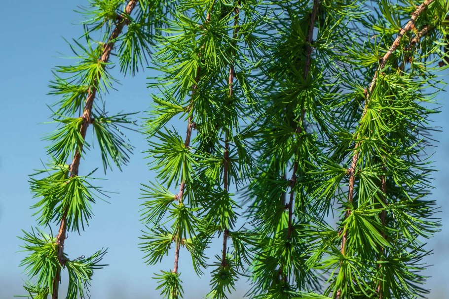 Лиственница японская Стифф Випер