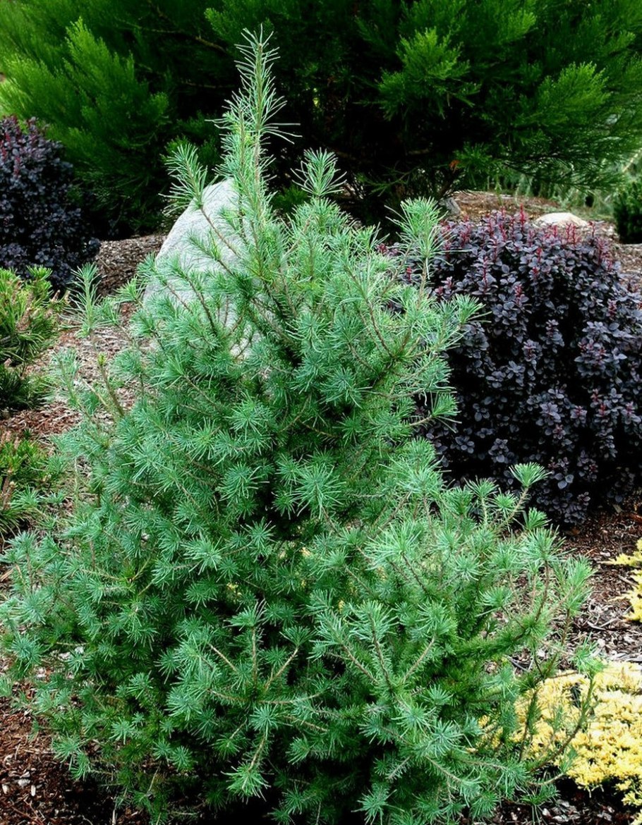 Лиственница Блю Дварф