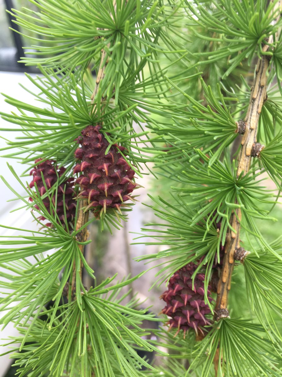 Лиственница Кемпфера Диана