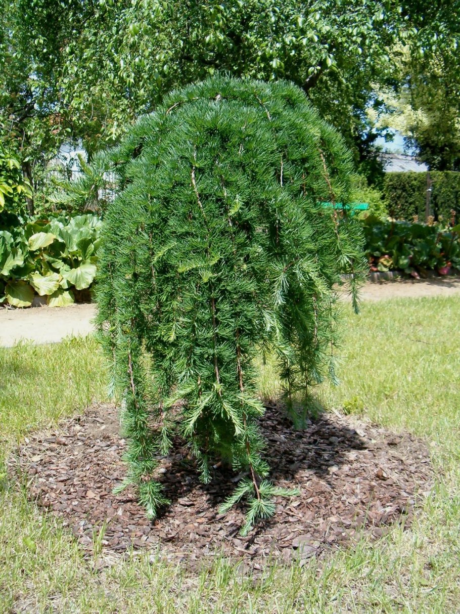 Лиственница европейская Larix decidua