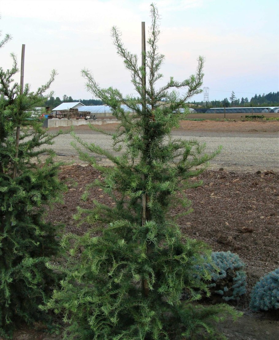 Лиственница японская