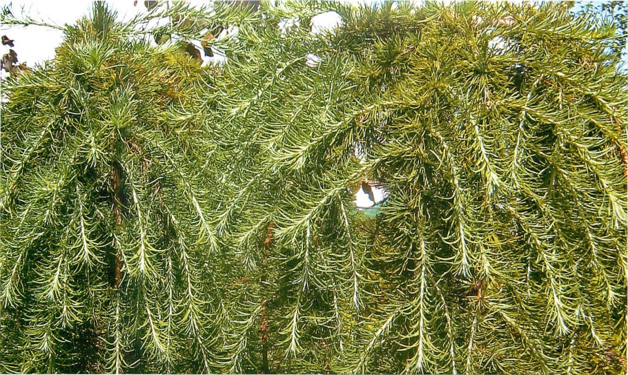 Лиственница Кемпфера