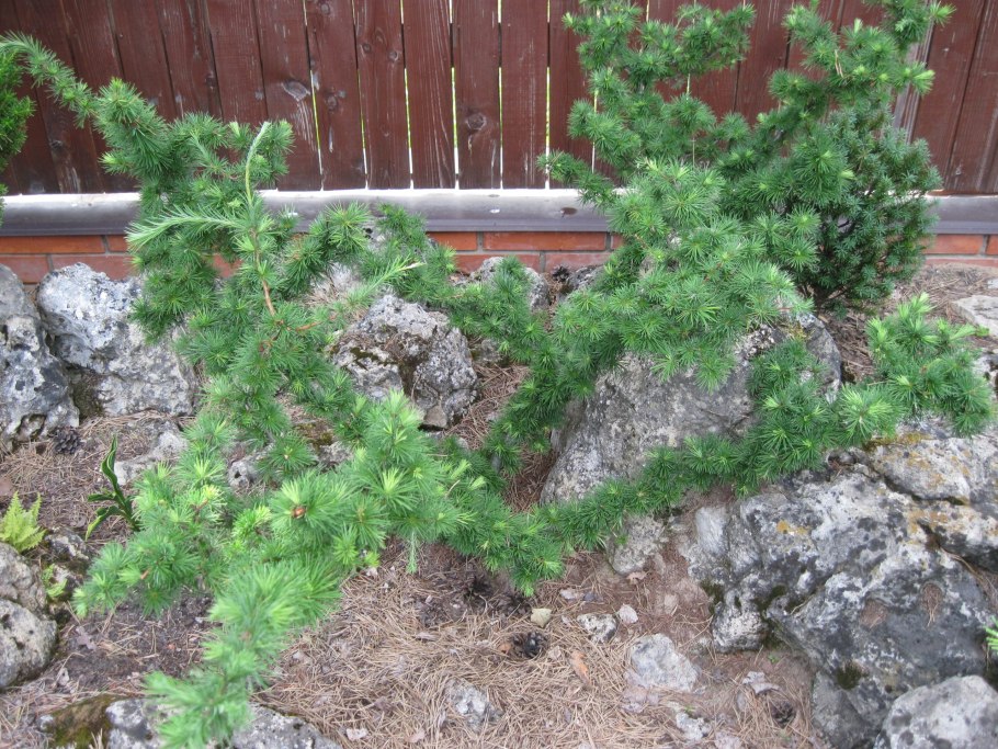 Лиственница Кемпфера Диана
