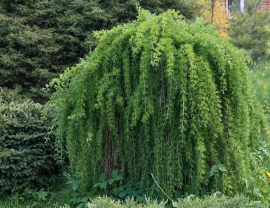 Лиственница японская Larix kaempferi