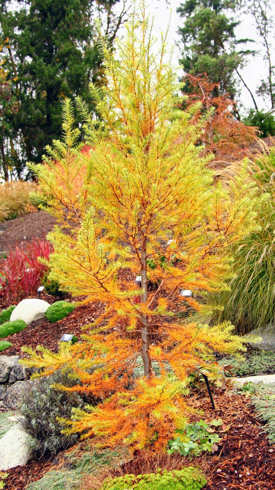 Лиственница японская Larix Leptolepis