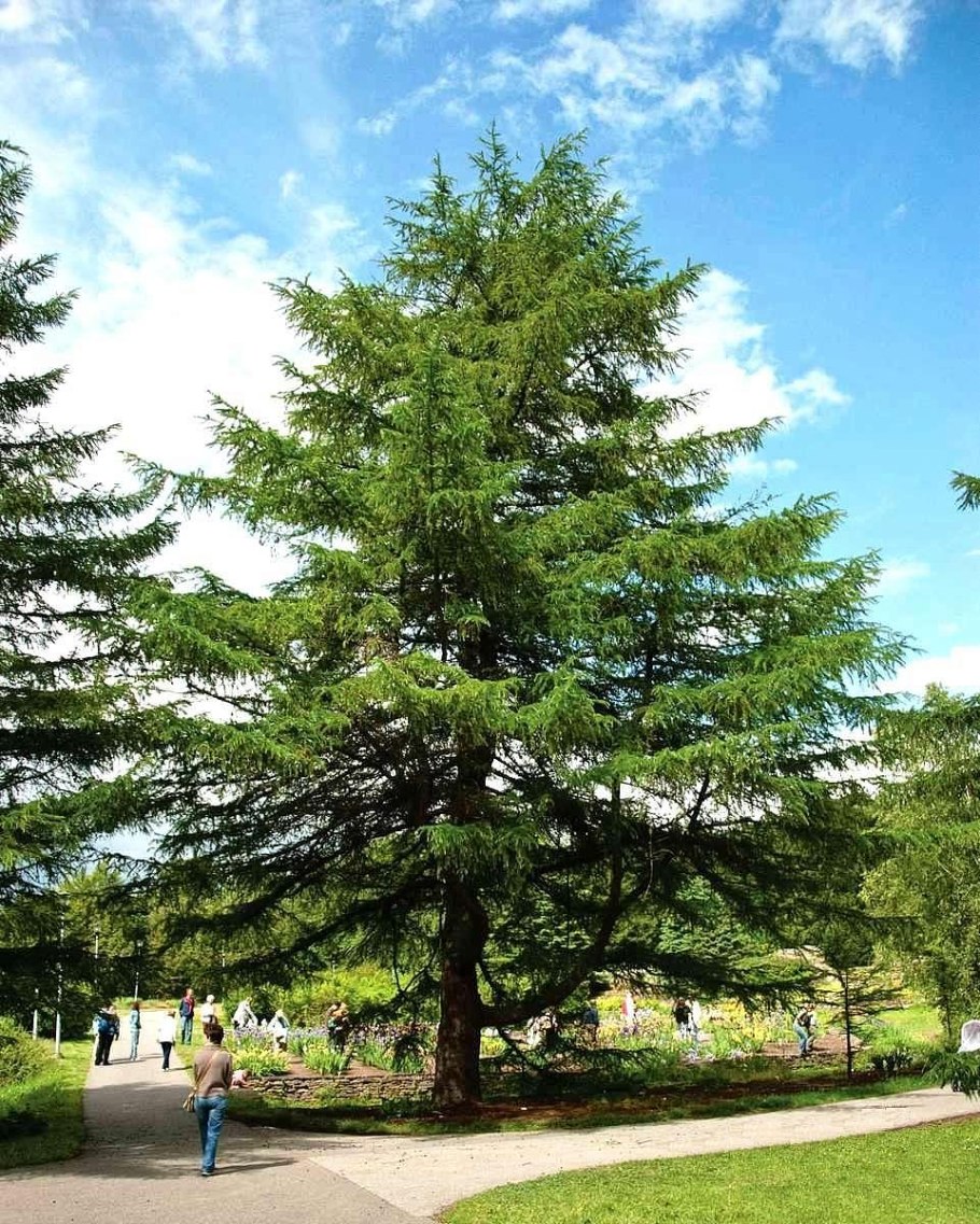 Лиственница тонкочешуйчатая