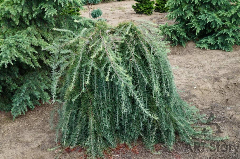 Лиственница тонкочешуйчатая Larix kaempferi