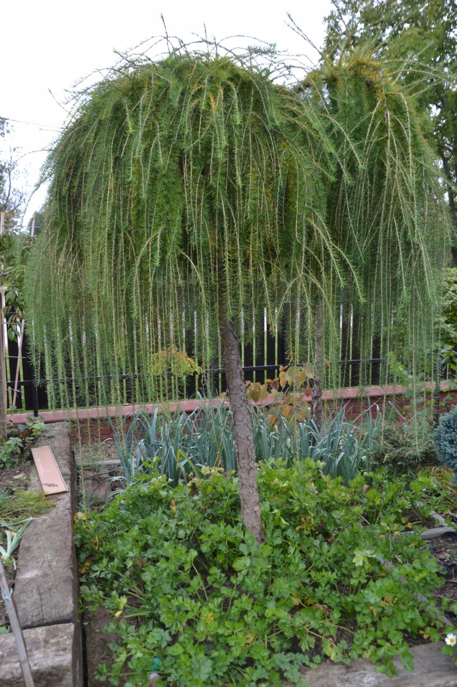 Лиственница европейская little Bogle