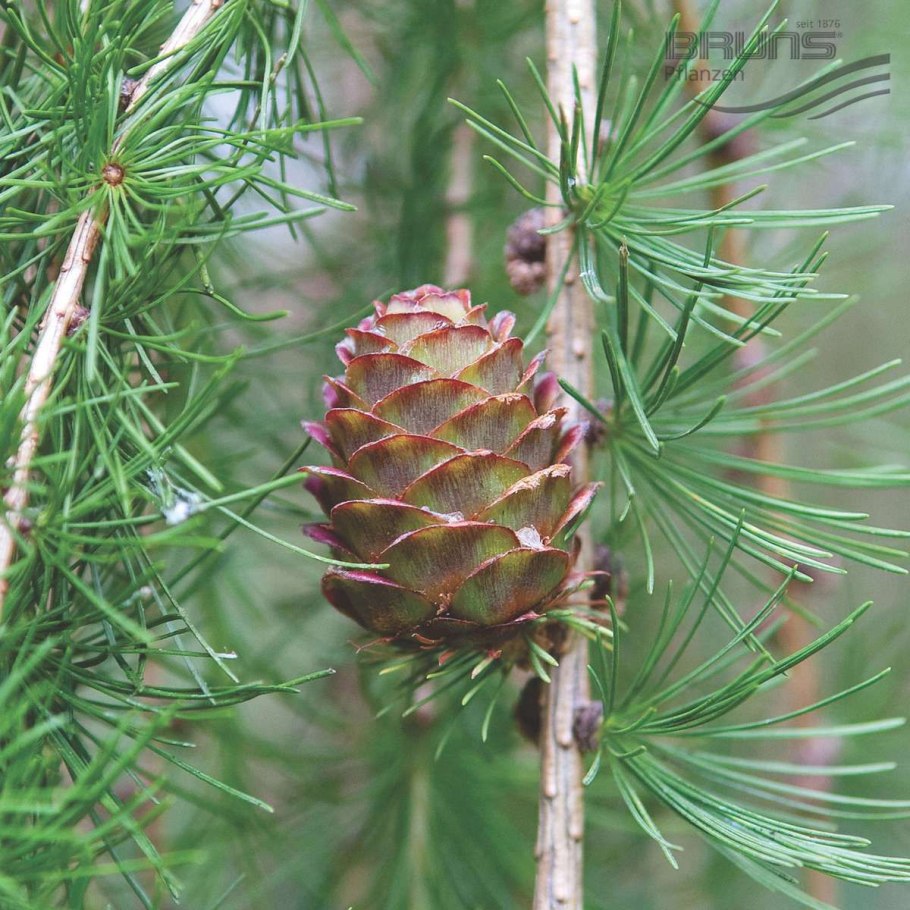 Лиственница Larix kaempferi