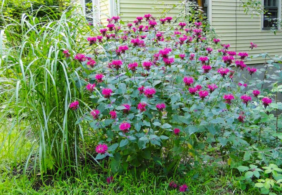 Тенистый садик непрерывного цветения