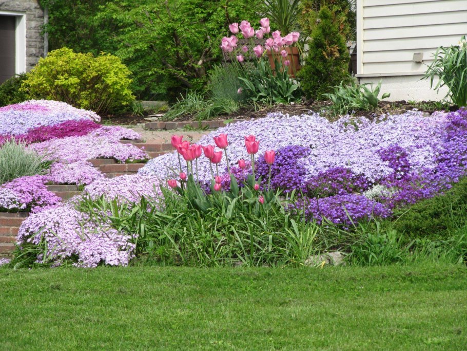 Оранжевый сад Игоря Степанова многолетники