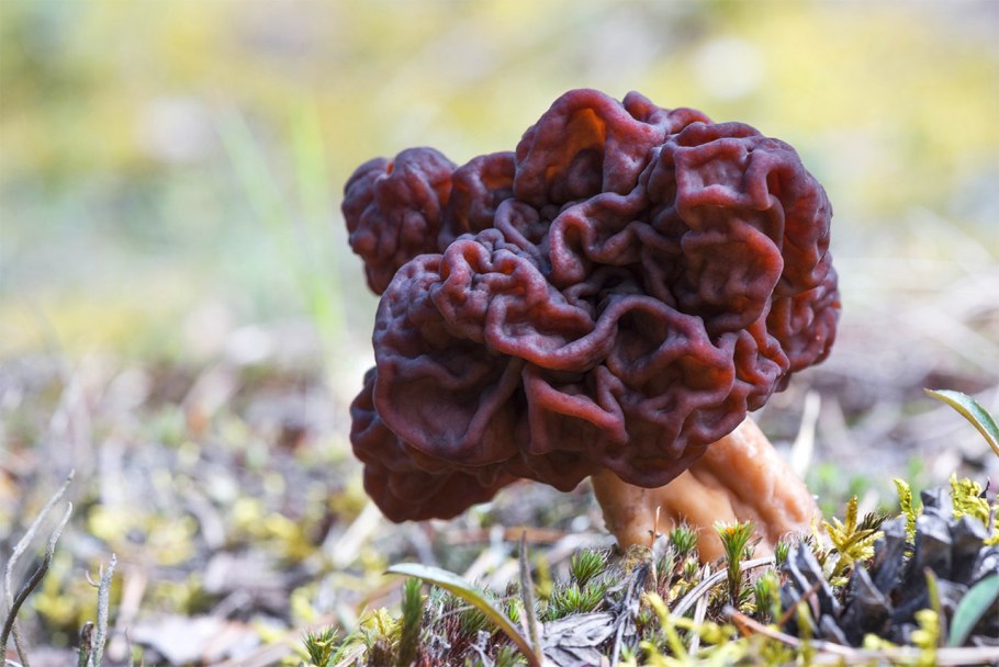 Gyromitra infula