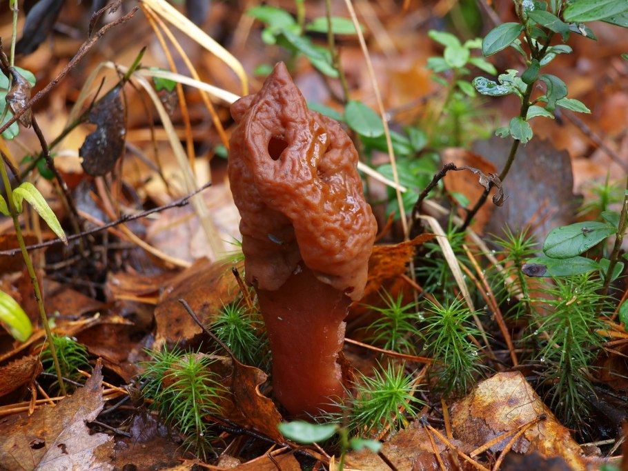 Gyromitra infula строчок осенний