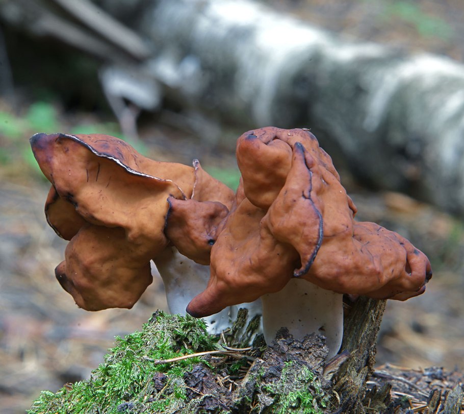 Gyromitra infula
