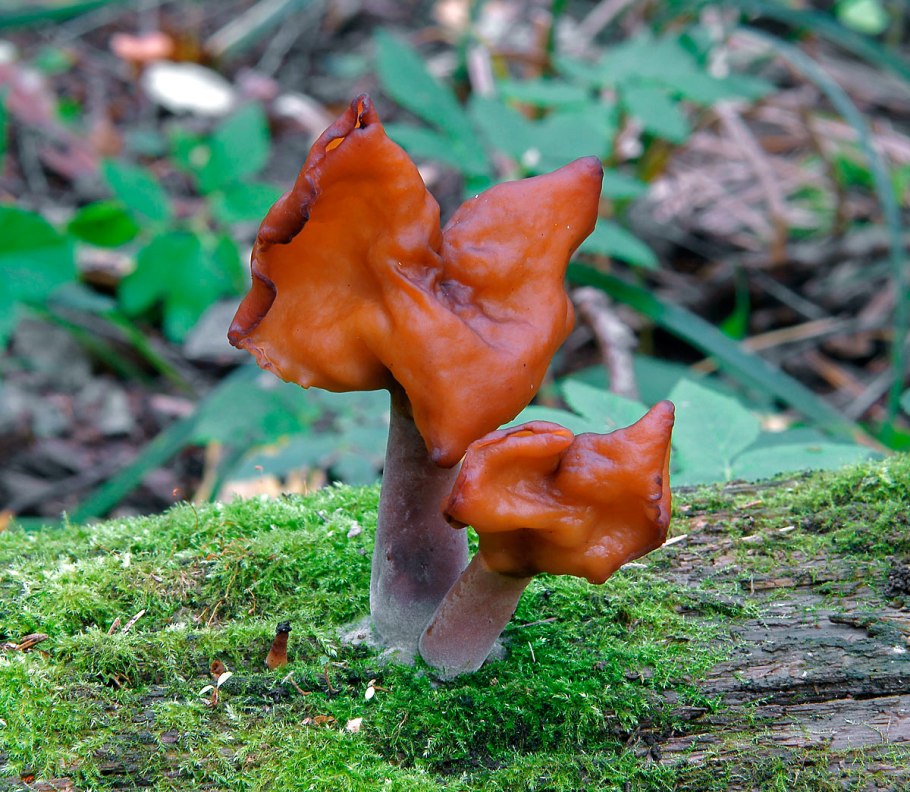 Gyromitra infula строчок осенний