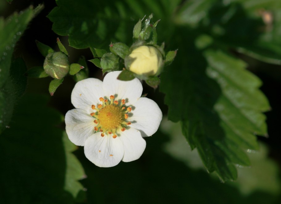 Rosaceae Розоцветные