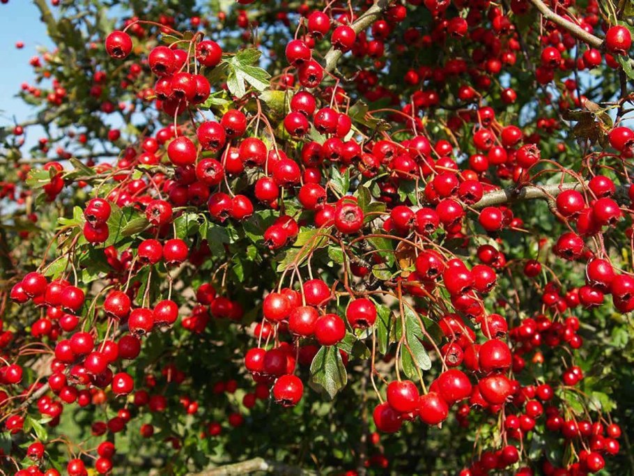 Боярышник Арнольда Crataegus arnoldiana