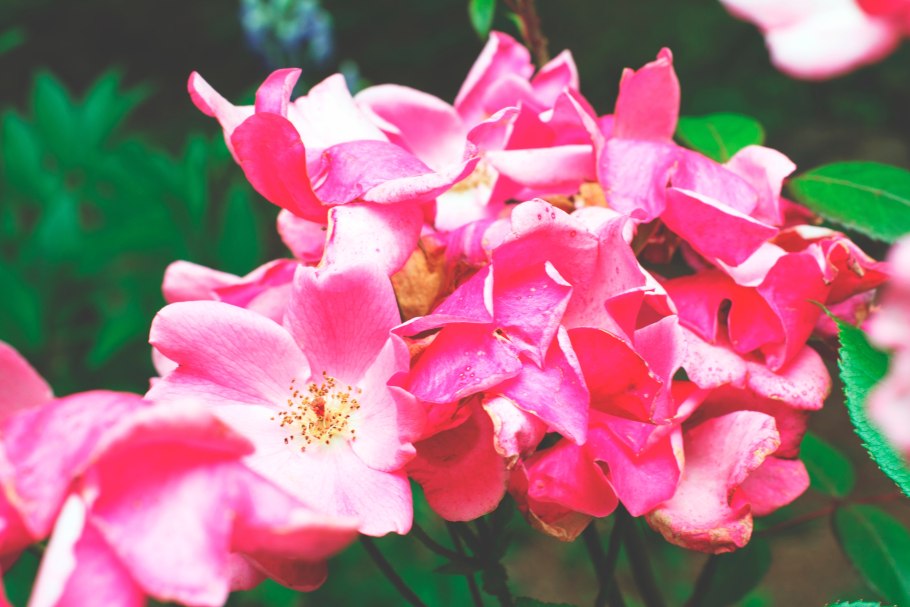 Rosaceae семейство